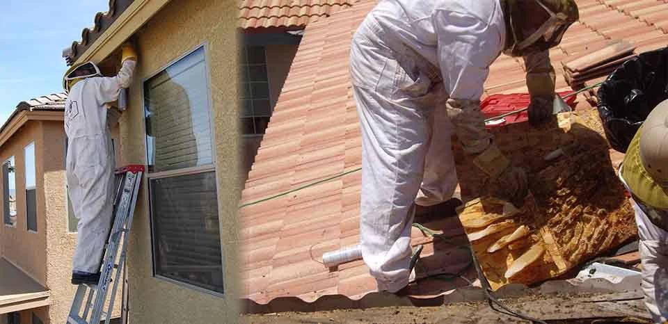 AAA bee removal employees removing hives from structures